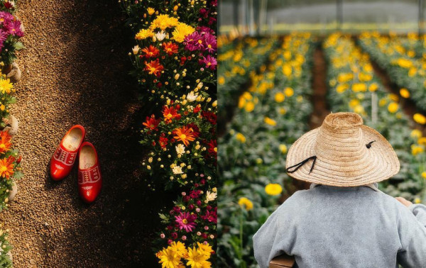 Holambra: maior polo de flores da Am&eacute;rica Latina