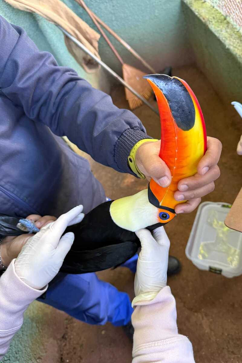 Aves do Parque Ecol&oacute;gico de Americana recebem tratamento "vip" de cuidadores