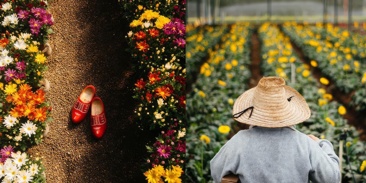 Holambra: maior polo de flores da Am&eacute;rica Latina