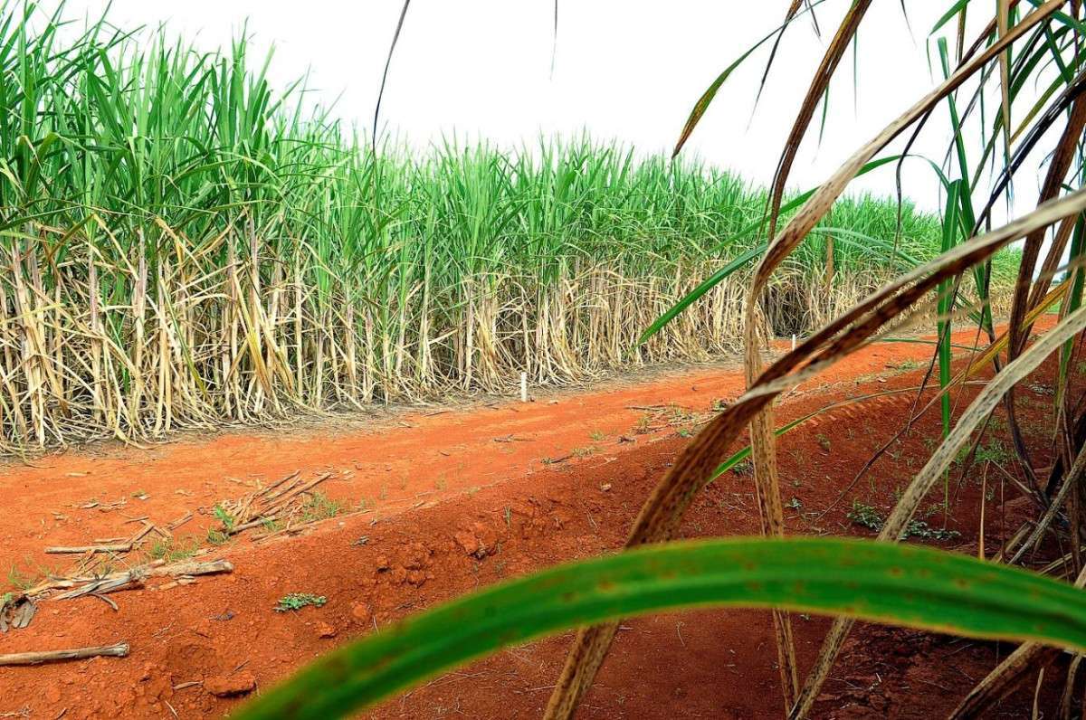 Nordeste projeta alta na produ&ccedil;&atilde;o de a&ccedil;&uacute;car na pr&oacute;xima safra