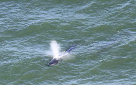 Inspe&ccedil;&atilde;o a&eacute;rea localiza 60 animais marinhos no litoral paranaense