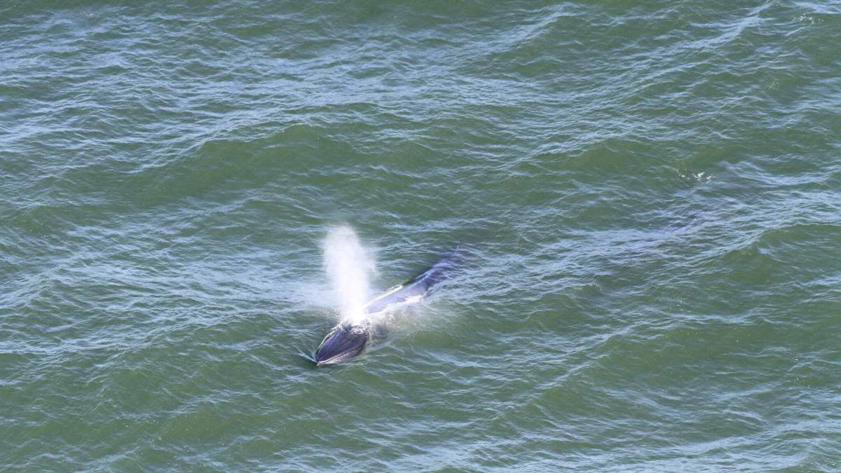 Inspe&ccedil;&atilde;o a&eacute;rea localiza 60 animais marinhos no litoral paranaense
