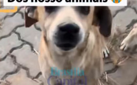 BRASILIANAS | Demoli&ccedil;&atilde;o de abrigo de c&atilde;es comunit&aacute;rios no Gama leva deputado a cobrar apura&ccedil;&atilde;o