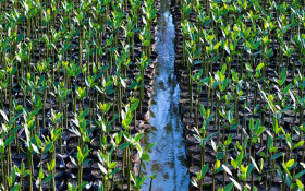 Igu&aacute; Rio planta 85 mil mudas e recupera lagoas