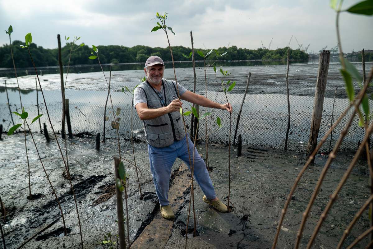 20 mil mudas s&atilde;o plantadas &agrave;s margens da Ba&iacute;a de Guanabara