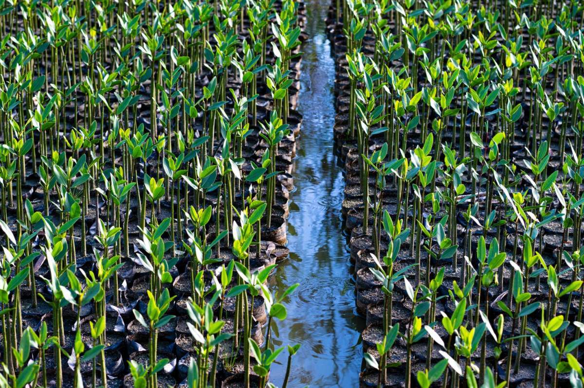 Igu&aacute; Rio planta 85 mil mudas e recupera lagoas