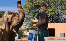 Elefante Sandro deixa Sorocaba ap&oacute;s decis&atilde;o judicial