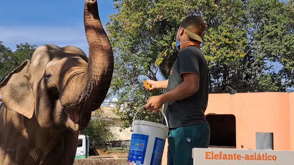 Elefante Sandro deixa Sorocaba ap&oacute;s decis&atilde;o judicial