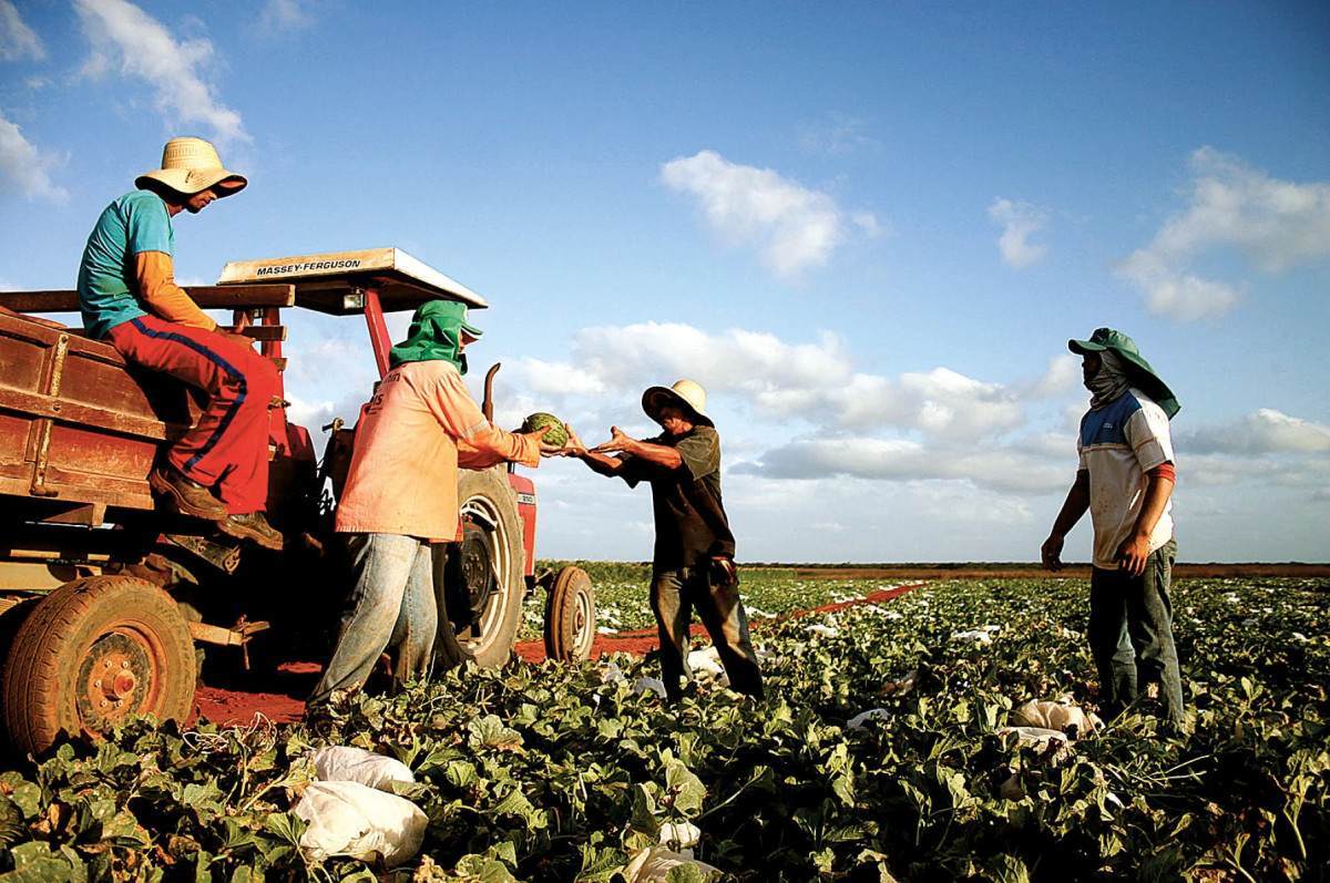 Produ&ccedil;&atilde;o agr&iacute;cola do RN cresce 8,65%