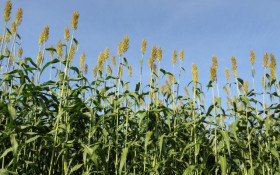 BRASILIANAS | Bras&iacute;lia consolida posi&ccedil;&atilde;o entre os maiores produtores agr&iacute;colas, diz IBGE