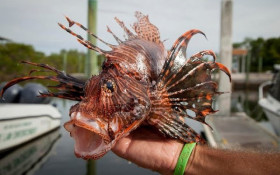 Peixe-le&atilde;o amplia alerta ambiental no litoral da Bahia