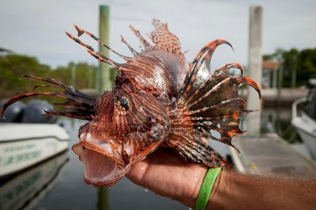 Peixe‑le&atilde;o amplia alerta ambiental no litoral da Bahia