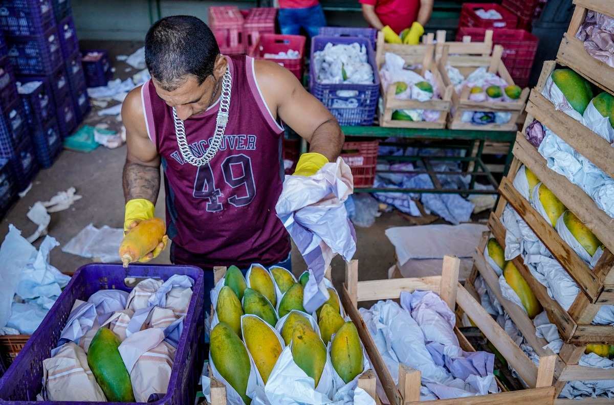 Pre&ccedil;os de alimentos reduzem nas Ceasas