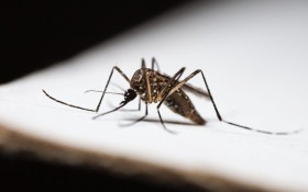 Projetos buscam controlar maruim e Aedes aegypti em SC