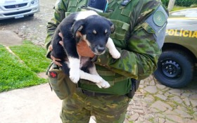 RS: Brigada Militar recolheu 1.020 animais neste ano