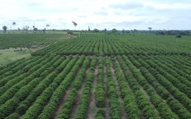 Embrapa alerta produtores de Rond&ocirc;nia