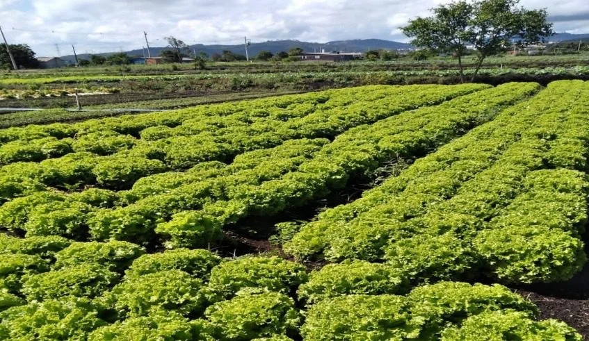 Governo SP libera R$ 2 milh&otilde;es para produtores afetados em Mogi