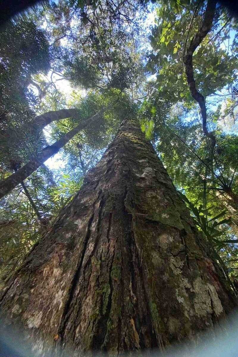 Nova Friburgo ganha uma nova &aacute;rea privada de prote&ccedil;&atilde;o ambiental