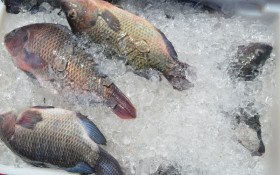 Bahia cria C&acirc;mara Setorial da Pesca e Aquicultura