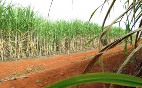 Senado aprova aux&iacute;lio a produtores de cana no Nordeste