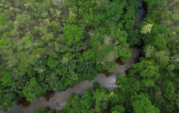 Brasil diminui em 43% &aacute;rea de vegeta&ccedil;&atilde;o nativa fragmentada
