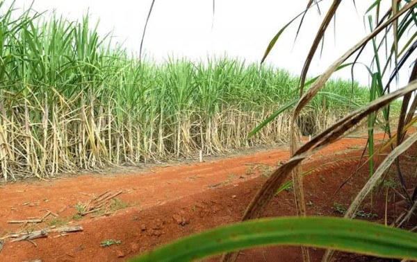 Senado aprova aux&iacute;lio a produtores de cana no Nordeste