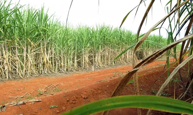 Senado aprova aux&iacute;lio a produtores de cana no Nordeste